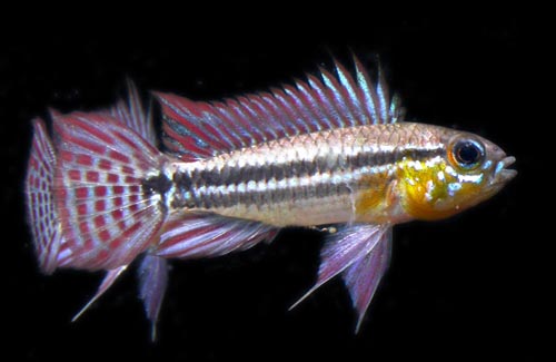 Apistogramma bitaeniata